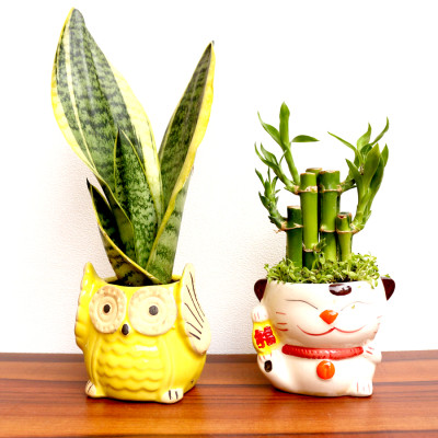 Combo Of Snake - Sanseviera Trifasciata Plant+2 Layer Bamboo plant With Ceramic Planter