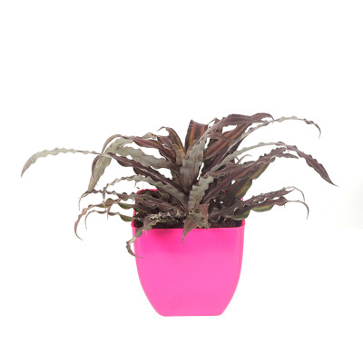 Cryptanthus Earth Star (brown color)