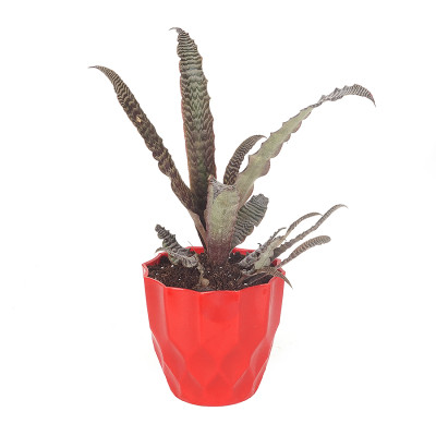 Cryptanthus Zonatus Zebrina