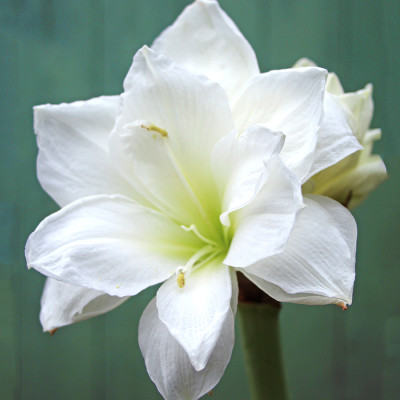 Daylily White Color Flower Bulbs