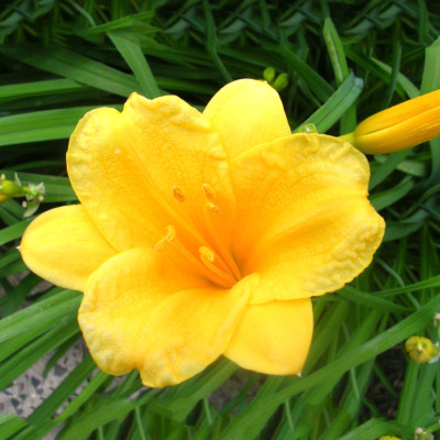 Daylily Yellow Color Flower Bulbs