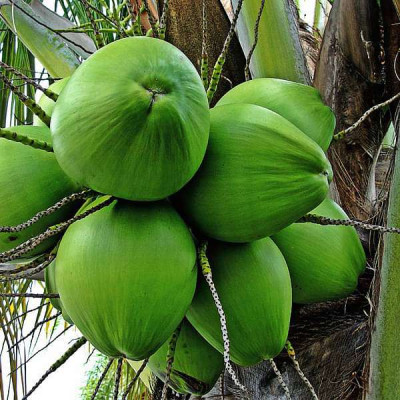 Desi Coconut Fruit Plant