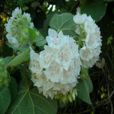 Dombeya White Flowers Plant