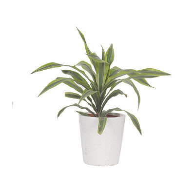 Exotic Dracaenea Warneckii - Lemon Lime