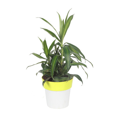Dracena - Song of India