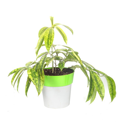 Dracena Surculosa Aurea