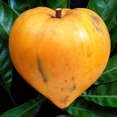 Egg Fruit Plant – Pouteria Campechiana, Canistel, Yellow Sapote