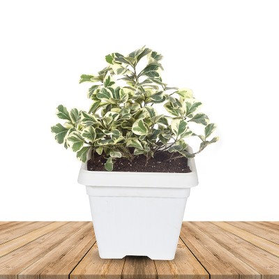 Ficus Triangularis Variegated
