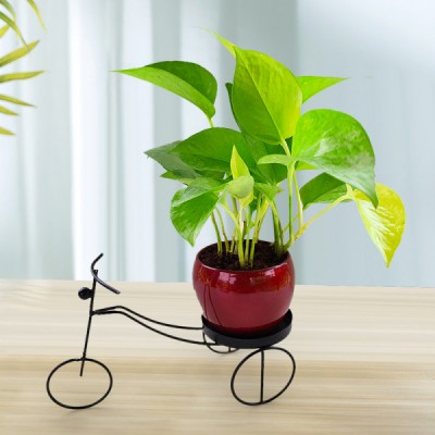 Money Plant In Red Metal Cycle Planter