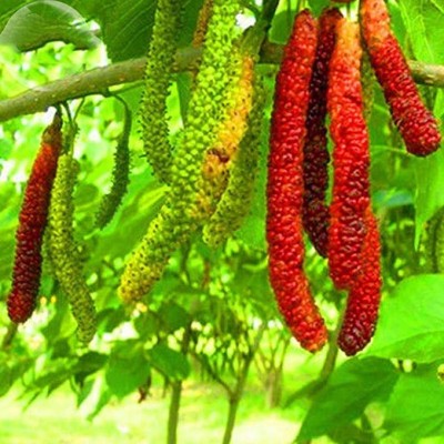 Grafted Long Mulberry Fruit Plant