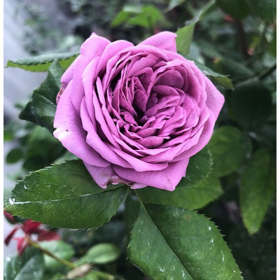 Hybrid Grafted Rose (Purple) Plant