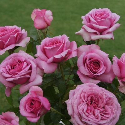 Hybrid T Duch Rose Plant