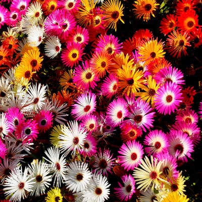 Iceplant Mixed Flowering Seeds