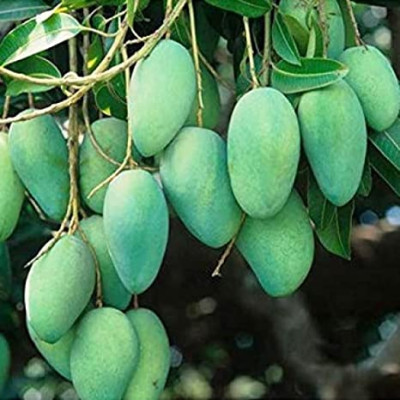 Kancha-Mitha Mango Plant (Grafted)