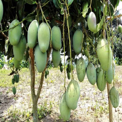 Catimon Mango (All Season Sweet Mango) Fruit Plant