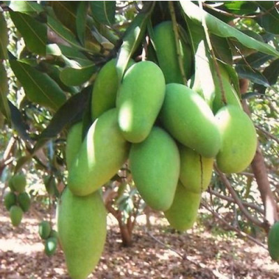 Kishanbhog Mango Plant (Grafted)