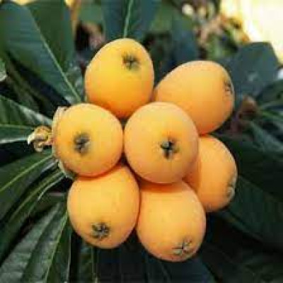 Loquat Fracuit Fruit Plant