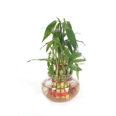 Lucky Bamboo - 2 Layer