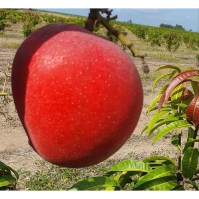 Miyazaki-mango-fruit-plant
