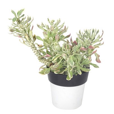 Monadenium stapelioides variegated