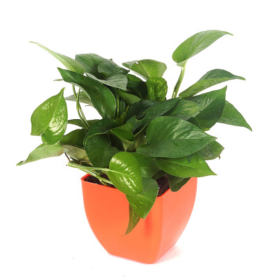 Moneyplant - Apepipremnum Aureum with Pot