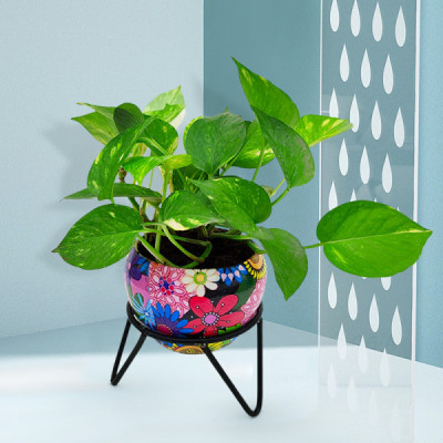 Money Plant with Multicolor Metal Pot