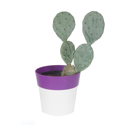 Opuntia Robusta