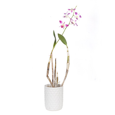 Orchid Dendrobium