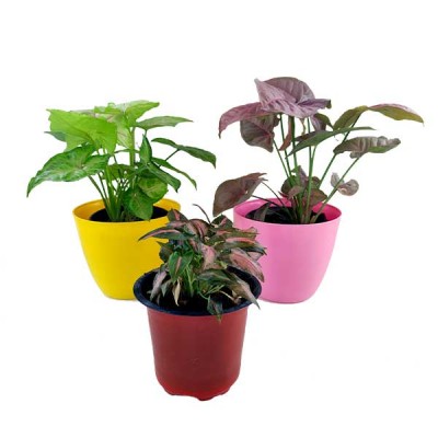 Syngonium Plants with Pot