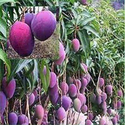 Purple mango Fruit Plant