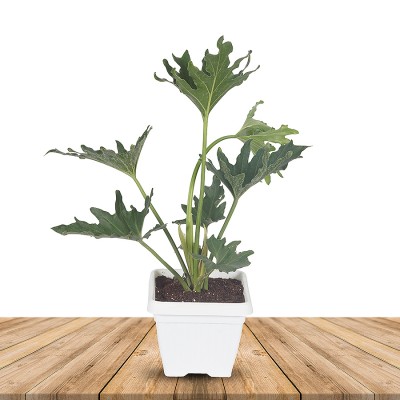 Philodendron Selloum