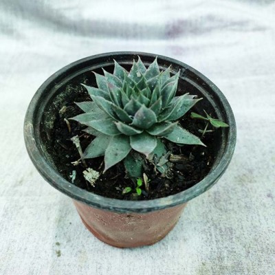 ECHEVERIA IMBRICATA
