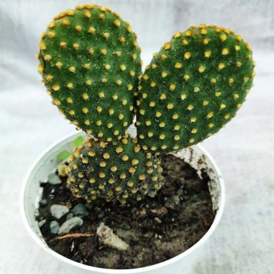 Bunny Ear Cactus