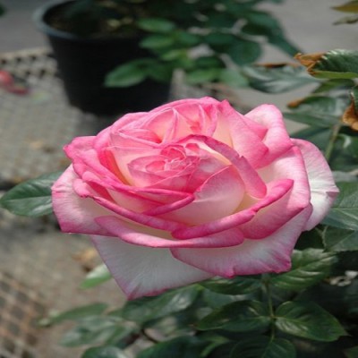 Princess De Monaco Grafting Rose Plant
