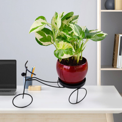 Money Plant Marble with Red Brass Pot