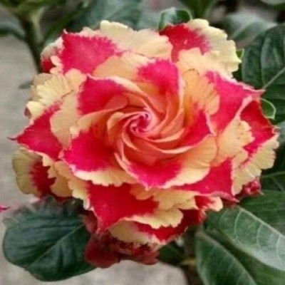 Rose Variety Adenium (Red & Yellow) Plant