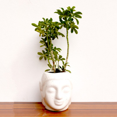 Saplera Plant or Schefflera Plant