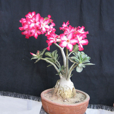 Beautiful-Desert-Rose-Bonsai-Plant