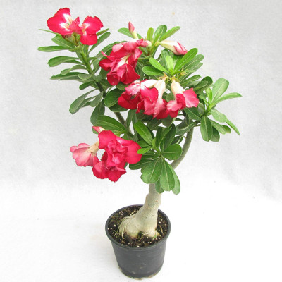 Pretty-Desert-Rose-Bonsai-Plant