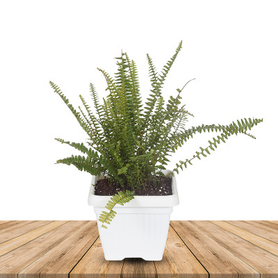Sword Fern