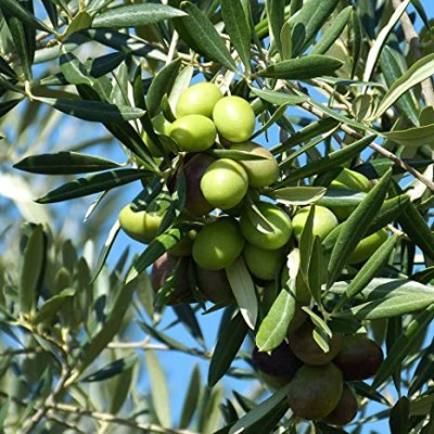 Thai Olive Grafting Fruit Plant