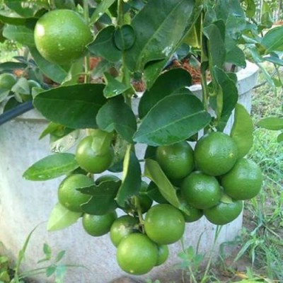 Thai Patti Lemon – Fruit Plants