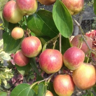 Thai variety apple ber Fruit Plant