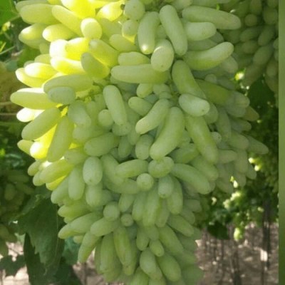 Thai variety long grapes Fruit Plant