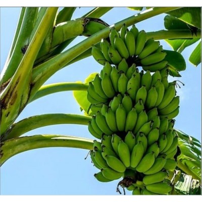 Tissue Culture Banana  Plant