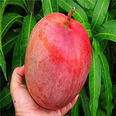 Vietnam All Time Mango (Grafted)