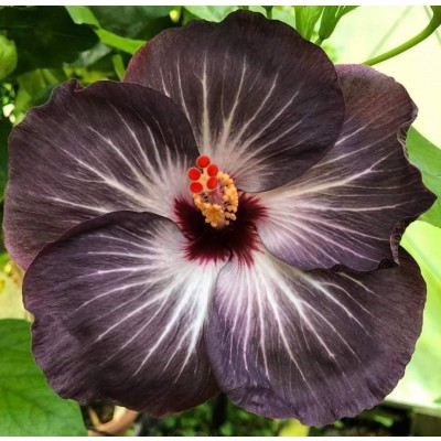 Hibiscus Black & White Shade Flower Plant