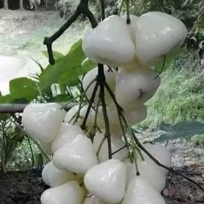 White Water Apple Plant