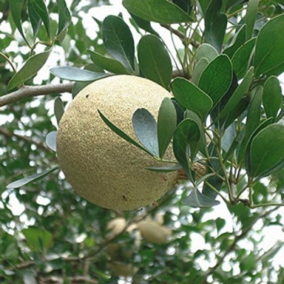 Grafting Thai wood apple ( kothbel ) Fruit Plant