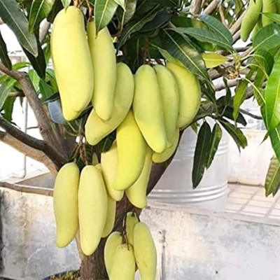 Yellow Banana Mango Fruit Plant